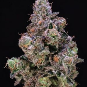 Blueberry Swirl - Seed Pack