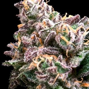 Crazy Train - Seed Pack