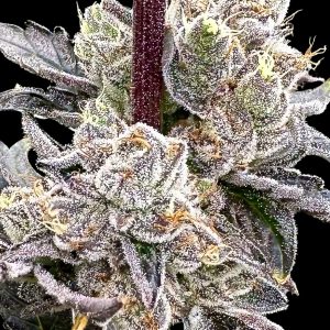 Dry Erase Marker - Seed Pack