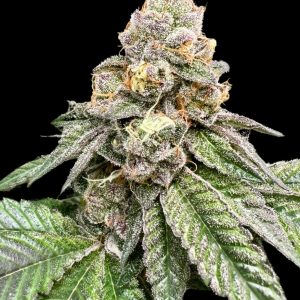 Gorilla Burger - Seed Pack