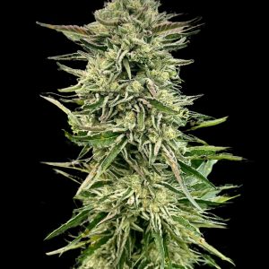 Gorilla Guava - Seed Pack