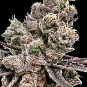 Platinum Green Apple Candy - Seed Pack