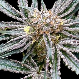 Platinum Zoap - Seed Pack