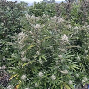 Banana Cookie Kush | Photo Fem | Atlas R&D Line | 5 pack
