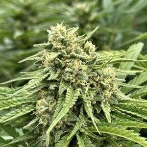 Banana Papaya (Fast Finishing) | Photo Fem | Atlas R&D Line | 5 pack