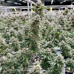 Banana Punch | Photo Fem | Atlas R&D Line | 5 pack