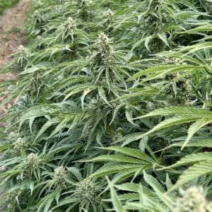 Biscotti Auto | Autoflower Fem | Atlas R&D Line | 5 pack
