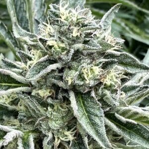 Bruce Banner Auto | Autoflower Fem | Atlas R&D Line | 5 pack