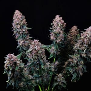 Cherry Kush Auto | Autoflower Fem | Atlas R&D Line | 5 pack