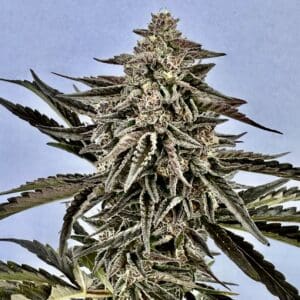 Cotton Candy Auto | Autoflower Fem | Atlas R&D Line | 5 pack