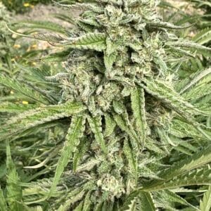 Durban Jack Poison Auto | Autoflower Fem | Atlas R&D Line | 5 pack