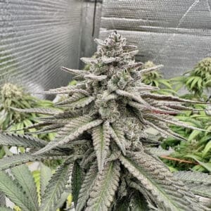 Fat Cake Breath | Photo Fem | Atlas R&D Line | 5 pack