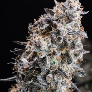 GMO Star Auto | Autoflower Fem | Atlas R&D Line | 5 pack