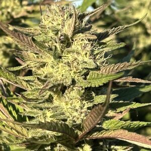Gelato Mints Jealousy | Photo Fem | Atlas R&D Line | 5 pack