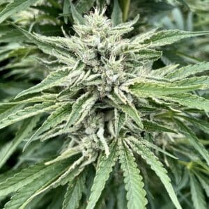 Gorilla Runtz | Photo Fem | Atlas R&D Line | 5 pack
