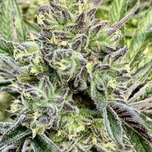 Gorilla Sherbert | Photo Fem | Atlas R&D Line | 5 pack