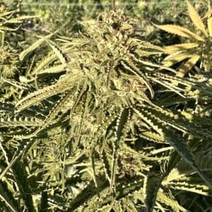 Gorilla Strawberry Diesel | Photo Fem | Atlas R&D Line | 5 pack