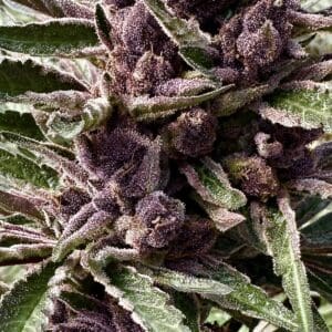Grand Daddy Purple Auto | Autoflower Fem | Atlas R&D Line | 5 pack