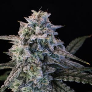 Green Crack Auto | Autoflower Fem | Atlas R&D Line | 5 pack