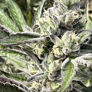 Gruntz Auto | Autoflower Fem | Atlas R&D Line | 5 pack