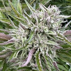 Guava Cookie | Photo Fem | Atlas R&D Line | 5 pack