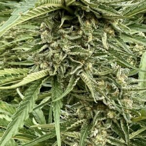 Guava Dream | Photo Fem | Atlas R&D Line | 5 pack