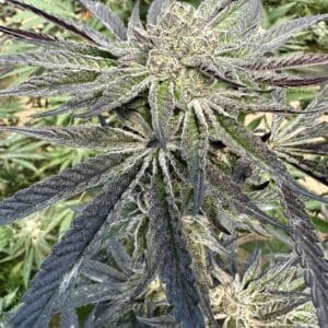 Ice Cream Cake s1 | Photo Fem | Atlas R&D Line | 5 pack