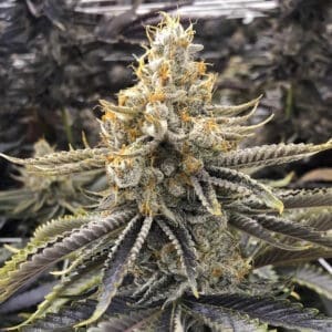 Ice Cream Truffle | Photo Fem | Atlas R&D Line | 5 pack