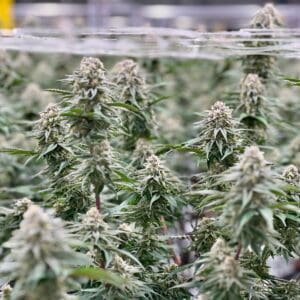 Kush Mints | Photo Fem | Atlas R&D Line | 5 pack