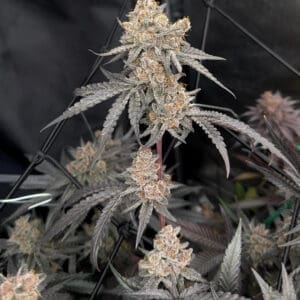 Mimosa | Photo Fem | Atlas R&D Line | 5 pack
