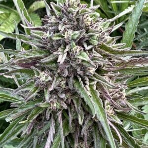 Mimosa Auto | Autoflower Fem | Atlas R&D Line | 5 pack