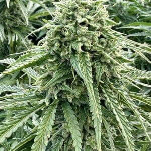 Orange Papaya Auto | Autoflower Fem | Atlas R&D Line | 5 pack