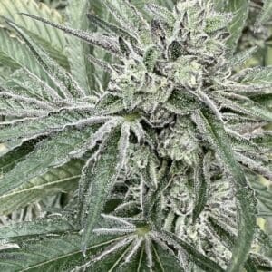 Oreoz Breath | Photo Fem | Atlas R&D Line | 5 pack