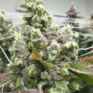 Oreoz Dream | Photo Fem | Atlas R&D Line | 5 pack
