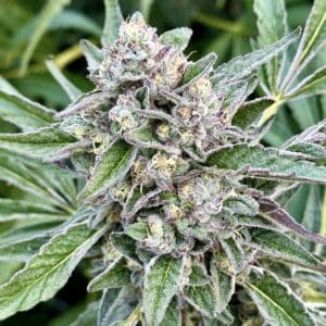 Papaya Banana Bomb | Photo Fem | Atlas R&D Line | 5 pack