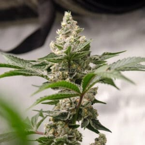 Peanut Butter Crashers | Photo Fem | Atlas R&D Line | 5 pack