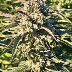 Purple Bazooka | Photo Fem | Atlas R&D Line | 5 pack