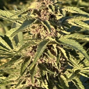 Purple Cherry Sunset | Photo Fem | Atlas R&D Line | 5 pack