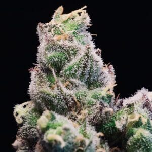 Red Runtz #1 s1 | Photo Fem | Atlas R&D Line | 5 pack