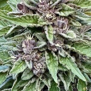 Red Runtz Auto | Autoflower Fem | Atlas R&D Line | 5 pack