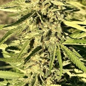 Slurri Punch | Photo Fem | Atlas R&D Line | 5 pack