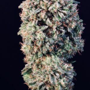 Sour Diesel Auto | Autoflower Fem | Atlas R&D Line | 5 pack
