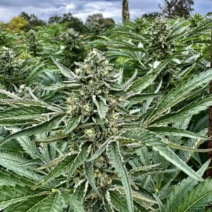 Sour Diesel (Fast Finishing) | Photo Fem | Atlas R&D Line | 5 pack