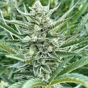 Sour Diesel s1 | Photo Fem | Atlas R&D Line | 5 pack