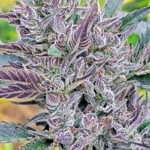 Sundae Driver | Photo Fem | Atlas R&D Line | 5 pack