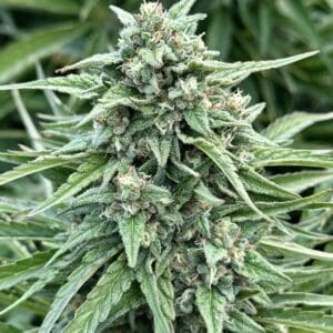 Tangie Star Auto | Autoflower Fem | Atlas R&D Line | 5 pack