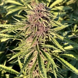 Watermelon Gelato Auto | Autoflower Fem | Atlas R&D Line | 5 pack