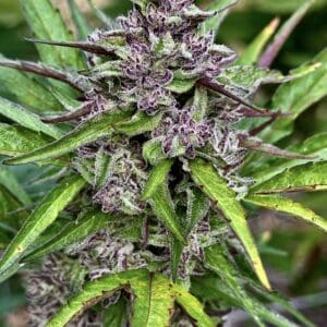 Wedding Breath | Photo Fem | Atlas R&D Line | 5 pack
